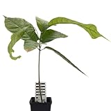1 Árbol de cacao | Theobroma Cacao | Variedad Forastero | Planta de cacao de semilla de Sudamérica | Rara en la UE | Planta de interior | Árbol de chocolate | Planta de cacao en grano