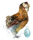 Journal: Araucana Hen