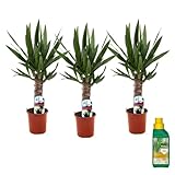 Plant in a Box - Yucca Elephantipes - Set di 3 - Pianta da appartamento - Pokon - Vaso 14cm - Altezza 50-60cm