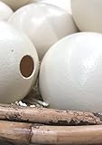 Klocke Osterdekoration 5 uova di struzzo naturali di alta qualità, bianco avorio, altezza 15 cm, diametro 13 cm, originale del Sud Africa adatta per la decorazione