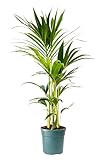 Bonplants Kentia, Palma Vera Tropicale, Howea Forsteriana, Vaso 18 cm, h 105 cm (Vaso da Vivaio)