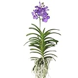 Plant in a Box - Vanda Magic XXL - Blu reale - Altezza 90 cm