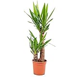 Bloomique - Yucca Elephantipes - Giglio delle Palme - Pianta da Interno - Purifica l’Aria - Facile da Curare - Alta 60-70 cm - Vaso 17 cm