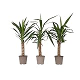 Plant in a Box - Yucca Elephantipes - Set di 3 - Pianta d'appartamento - Vaso 14cm - Altezza 50-60cm