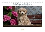 Maltipoo Welpen (Tischkalender 2026 DIN A5 quer), CALVENDO Monatskalender: Beim Maltipoo handelt es sich um eine Kreuzung zwischen Pudel und Malteser.