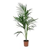 KENTIS - Howea Forsteriana Kentia - Palma - Piante da Interno Vere - H 90-110 cm Vaso Ø 20 cm