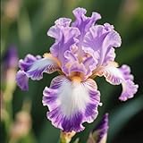 Rizoma di iris, ottima esposizione, giardino interno sul balcone, profumato, può essere invasato-4 Rizoma-C