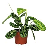 Bloomique - Maranta ‘Lemon Lime’ - Pianta della preghiera - Pianta ricadente - Pianta da interno - Purifica l’aria - Sicura per animali - Alta 10-20 cm - Vaso da 12 cm