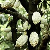 Semi di cacao perenne balconi, 55pz