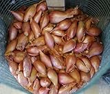 Patate da semina in formato mini-tuberi per la produzione nell'orto famigliare diverse varietà e quantitativi (Scalogno rosso Francese, 500 grammi)