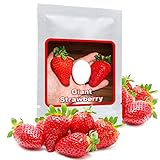 FRAGOLA GIGANTE ca. 100 Semi - conosciuta come la regina dei frutti