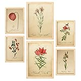 Nacnic Posters di Fiori Rossi. Manifesti Naturalistiche e Botaniche a Colori con Temi Floreali in Stile Carta Vintage. Progettazione e decorazione d'interni. A4 & A3 Cornici in legno.