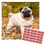 Calendario 2026 di carlino | Calendario da parete quadrato di razza di cane | 16 mesi | con adesivi organizzativi