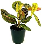 POWERS TO FLOWERS - MARANTA LEUCONEURA FASCINATOR TRICOLOR, vaso 13cm, pianta vera