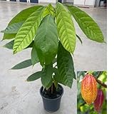 POWERS TO FLOWERS - PIANTA DEL CACAO, Vaso 17cm diametro, Altezza 70cm, Pianta Vera