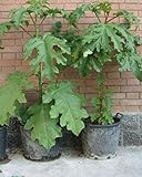 Portal Cool 30 semi Solanum torvum