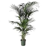 Pianta di KENTIA VERA da appartamento PALMA HOWEA in vaso 22 cm FOTO REALE h 150 AMDGarden