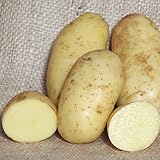 20: Charlotte patate da semina - sementi certificate irlandese (Classe Se) - 2 ° I primi