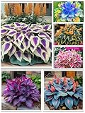 Rizomi di hosta selezionati/resistenti al freddo e alla siccità/perfetti per decorare terrazze e balconi/bellissimi/ideali come regali per le feste.-4 Rizomi-A