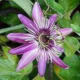 Passiflora violacea pianta rampicante in vaso ø9 cm con canna h 60 cm Vivaio di Castelletto