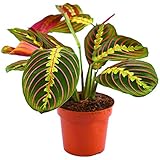 Maranta Fascinator Tricolore Pianta della Preghiera per la Casa o l'Ufficio (20-30 cm)