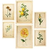 Nacnic Posters di Fiori Gialli. Manifesti Naturalistiche e Botaniche a Colori con Temi Floreali in Stile Carta Vintage. Progettazione e decorazione d'interni. A4 & A3 Cornici in legno.