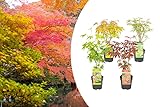 4x Acero Mix - Orange Dream - Going Green - Farfalla - Atropurpureum - ⌀10,5 cm - 25-30 cm