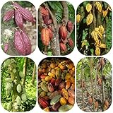 Semi di cacao Theobroma cacao - rare balcone perenni resistenti decorativi per il giardino 30pcs