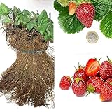 SAVINI VIVAI Piante di Fragole Rifiorenti Mara de Bois a Radice Nuda 4 Stagioni Mazzi da 20 Frigoconservate