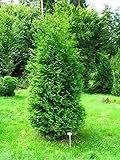 Tuia "Thuja occidentalis Brabant" pianta da siepe in vaso ø18 h. 80/100 cm - Vivaio di Castelletto