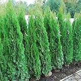 Tuia smeraldo "Thuja occidentalis Smaragd" pianta da siepe sempreverde in vaso ø17 cm h. 40/50 cm Vivaio di Castelletto