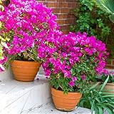 Pianta vera rampicante fiorita BOUGAINVILLEA BOUGANVILLEA FUCSIA RAMPICANTE PIRAMIDALE