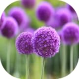 Oppo Find 7 Wallpapers