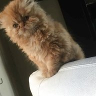cuccioli gatto persiano usato