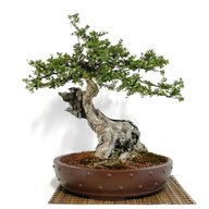 bonsai olivastro usato
