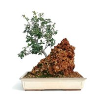 bonsai quercia semi usato