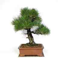 bonsai pino usato