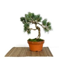 bonsai pino pentaphilla usato