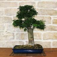 bonsai acero shishigashira usato