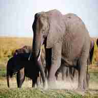 elefanti usato