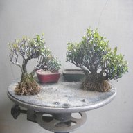 olmo bonsai usato