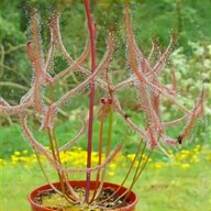 drosera capensis pianta usato