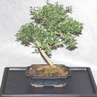 concime bonsai usato