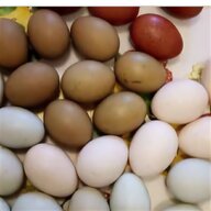 araucana gallina uova usato