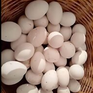 incubatrici uova oca usato