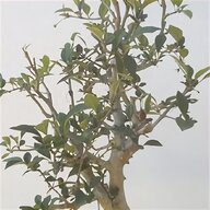 pianta albicocco usato