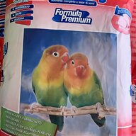 pappagalli inseparabile usato