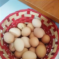 brahma uova usato