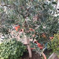 olivo bonsai usato