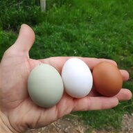 uova fertili gallina usato